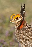 Lesser Prairie-Chickenborder=