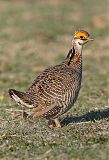 Lesser Prairie-Chickenborder=