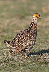 Lesser Prairie-Chicken