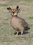 Lesser Prairie-Chickenborder=