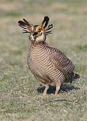 Lesser Prairie-Chicken