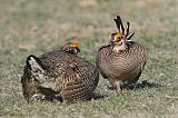 Lesser Prairie-Chicken