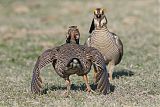 Lesser Prairie-Chickenborder=