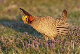 Lesser Prairie-Chicken