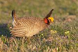 Lesser Prairie-Chicken