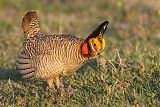 Lesser Prairie-Chickenborder=