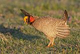 Lesser Prairie-Chicken