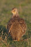 Lesser Prairie-Chickenborder=