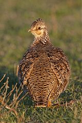 Lesser Prairie-Chicken