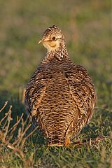 Lesser Prairie-Chicken