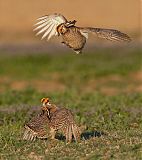 Lesser Prairie-Chickenborder=