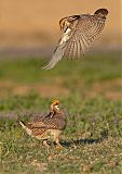 Lesser Prairie-Chickenborder=