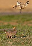 Lesser Prairie-Chickenborder=