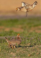 Lesser Prairie-Chicken