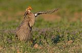 Lesser Prairie-Chickenborder=