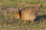 Lesser Prairie-Chickenborder=