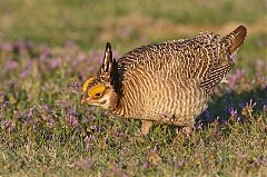 Lesser Prairie-Chicken