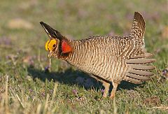 Lesser Prairie-Chicken