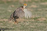 Lesser Prairie-Chicken