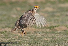 Lesser Prairie-Chicken