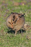 Lesser Prairie-Chicken