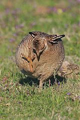 Lesser Prairie-Chicken