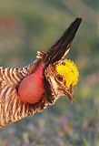 Lesser Prairie-Chicken