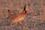 Lesser Prairie-Chicken