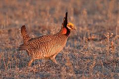 Lesser Prairie-Chicken