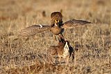 Lesser Prairie-Chicken