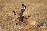 Lesser Prairie-Chickenborder=