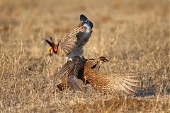 Lesser Prairie-Chicken