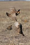 Lesser Prairie-Chickenborder=