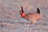 Lesser Prairie-Chicken