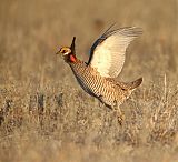 Lesser Prairie-Chicken