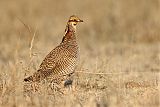 Lesser Prairie-Chicken