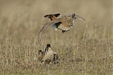 Lesser Prairie-Chicken