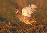 Lesser Prairie-Chicken