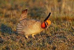 Lesser Prairie-Chicken