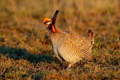 Lesser Prairie-Chicken