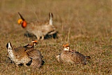 Lesser Prairie-Chickenborder=