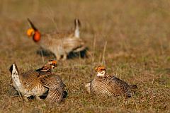 Lesser Prairie-Chicken