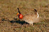 Lesser Prairie-Chicken