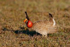 Lesser Prairie-Chicken