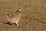 Lesser Prairie-Chickenborder=