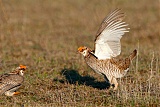 Lesser Prairie-Chicken