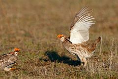 Lesser Prairie-Chicken