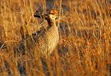 Lesser Prairie-Chickenborder=