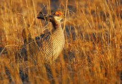 Lesser Prairie-Chicken