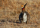 Lesser Prairie-Chickenborder=